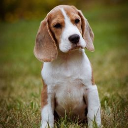 Boy 1 - Blue tan and white male Beagle puppy in Caldwell, Ohio from Folklore Kennel