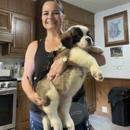 Pink female - Mahogany and white female Saint Bernard puppy in New Philadelphia, Ohio from Fletchers Saints