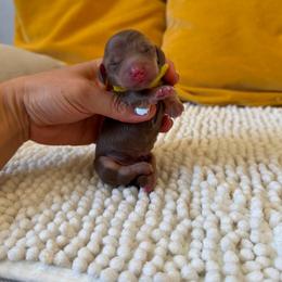 Bruno - Chocolate and cream male Dachshund puppy in Calexico, California from The house of Dachshund