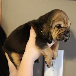 Yellow Collar Boy - Black and tan male Bloodhound puppy in Franklin, Indiana from K Creek Farms