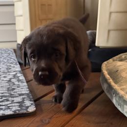 Purple Female - Chocolate female Labrador Retriever puppy in Bella Vista, Arkansas from Havenwood Labradors