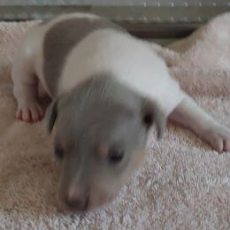 Peter Reserved deposit - White and silver Rat Terrier puppy in Modesto, Carlsbad, Ca, California from rosebud terriers