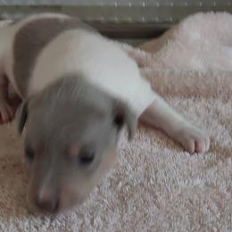Peter Reserved deposit - White and silver Rat Terrier puppy in Modesto, Carlsbad, Ca, California from rosebud terriers