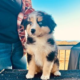 NEPTUNE - Blue merle male Australian Shepherd puppy in Vernal, Utah from Dancing M Kennels