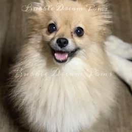 Muñe - Pomeranian