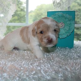 Australian Labradoodle Puppies from Windsor Creek Labradoodles