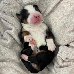 Mint collar - Tri-color female Bernedoodle puppy in Hegins, Pennsylvania from Bubbling Springs Doodles, LLC