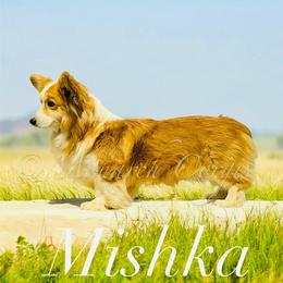 Mishka - Pembroke Welsh Corgi