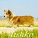 Mishka