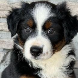 Stella - Black tri female Miniature Australian Shepherd puppy in Cunningham, Tennessee from Copper Creek Aussies