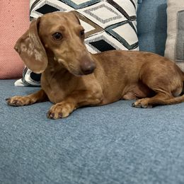 Peanut - Dachshund