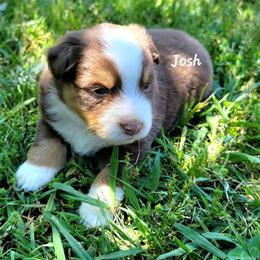 Josh - Red tri male Miniature Australian Shepherd puppy in Waxhaw, North Carolina from Cane Creek Aussies