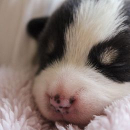 Pembroke Welsh Corgi Puppies from Ridge Top Corgis