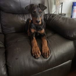 Doberman Pinscher and French Bulldog Puppies from Upper Echelon Kennel