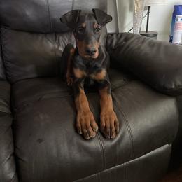 Doberman Pinscher and French Bulldog Puppies from Upper Echelon Kennel