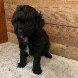 Nova - Black female Goldendoodle puppy in Haddam, Kansas from Golden B Acres