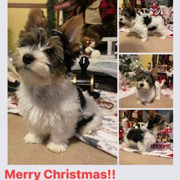 Biewer Terrier Puppies from Southern Star Biewers