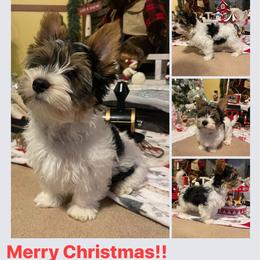 Biewer Terrier Puppies from Southern Star Biewers