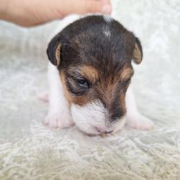 Girl 3 - White black and tan female Wire Fox Terrier puppy in Lancaster, Missouri from Missouri Meadows Farm