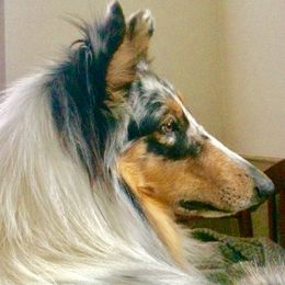 Oliie - Collie