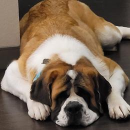 Calypso - Saint Bernard