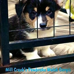 Phoenix-Stunning black head tri with his natural long tail - Black and tan male Pembroke Welsh Corgi puppy in Taylorsville, North Carolina from Mill Creek’s Pembroke Welsh Corgis and French Bulldogs