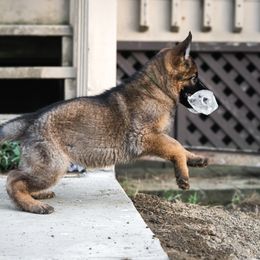 Green collar - Sable female German Shepherd puppy in Seville, Ohio from Hillary Rowley-Weiss