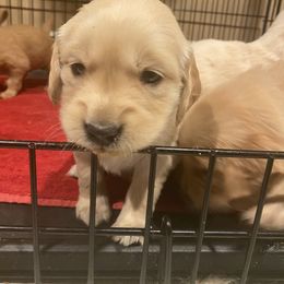 Golden Retriever Puppies from Golden Star Ranch