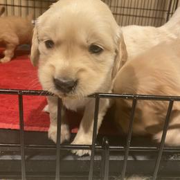 Golden Retriever Puppies from Golden Star Ranch