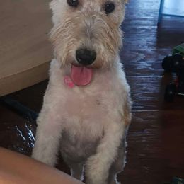 Izzy - Wire Fox Terrier