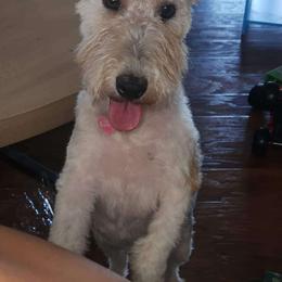 Izzy - Wire Fox Terrier