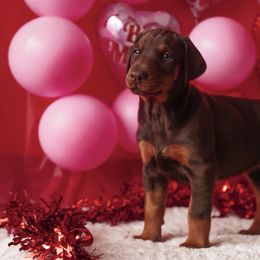 Doberman Pinscher and Labrador Retriever Puppies from GFDutton Retrievers & Dalla Grazia Dobermans