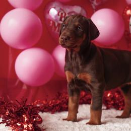 Doberman Pinscher and Labrador Retriever Puppies from GFDutton Retrievers & Dalla Grazia Dobermans