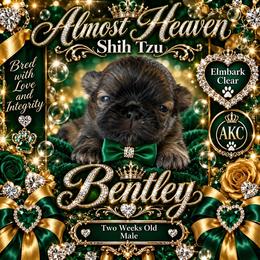 Bentley - Brindle male Shih Tzu puppy in Dallas, Texas from Almost Heaven Shih Tzu