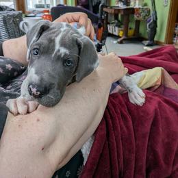 Pine - Blue and white male Great Dane puppy in Milford, Pennsylvania from R&R Breeding and Pet Care