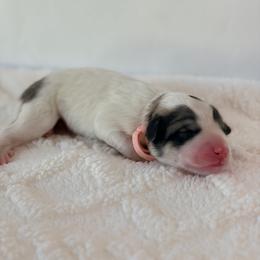 Blessing - Pink - White and badger female Great Pyrenees puppy in San Marcos, California from Faith Family Freedom Farm