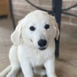 Mr. Brown - Light golden Golden Retriever puppy in Conroe, Texas from Golden Keys Kennels