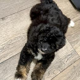 Grey collar toy - Black tri-color male Aussiedoodle puppy in 32046, Florida from River Hill Ranch