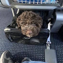 Lagotto Romagnolo Puppies from Fino Lagotto