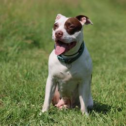 Rue - American Pit Bull Terrier
