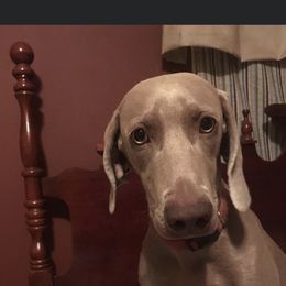 Jolene - Silver gray female Weimaraner puppy in Cross, South Carolina from DoodleDandy & Danes