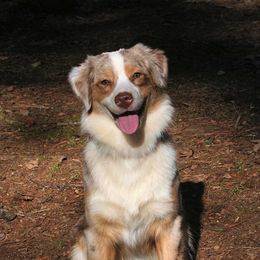 Australian Shepherd Puppies from Mercury Australian Shepherds