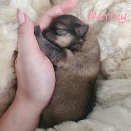 Marley - Orange sable female Pomeranian puppy in Saint Charles, Missouri from Bisous Pomeranians & Heartland Sh