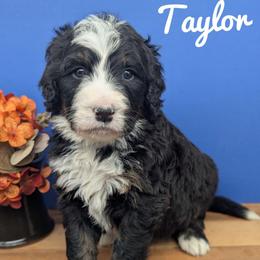 Taylor - Tri-color female Bernedoodle puppy in Lancaster, Minnesota from Richardville Hunde