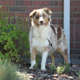 Betty - Australian Shepherd
