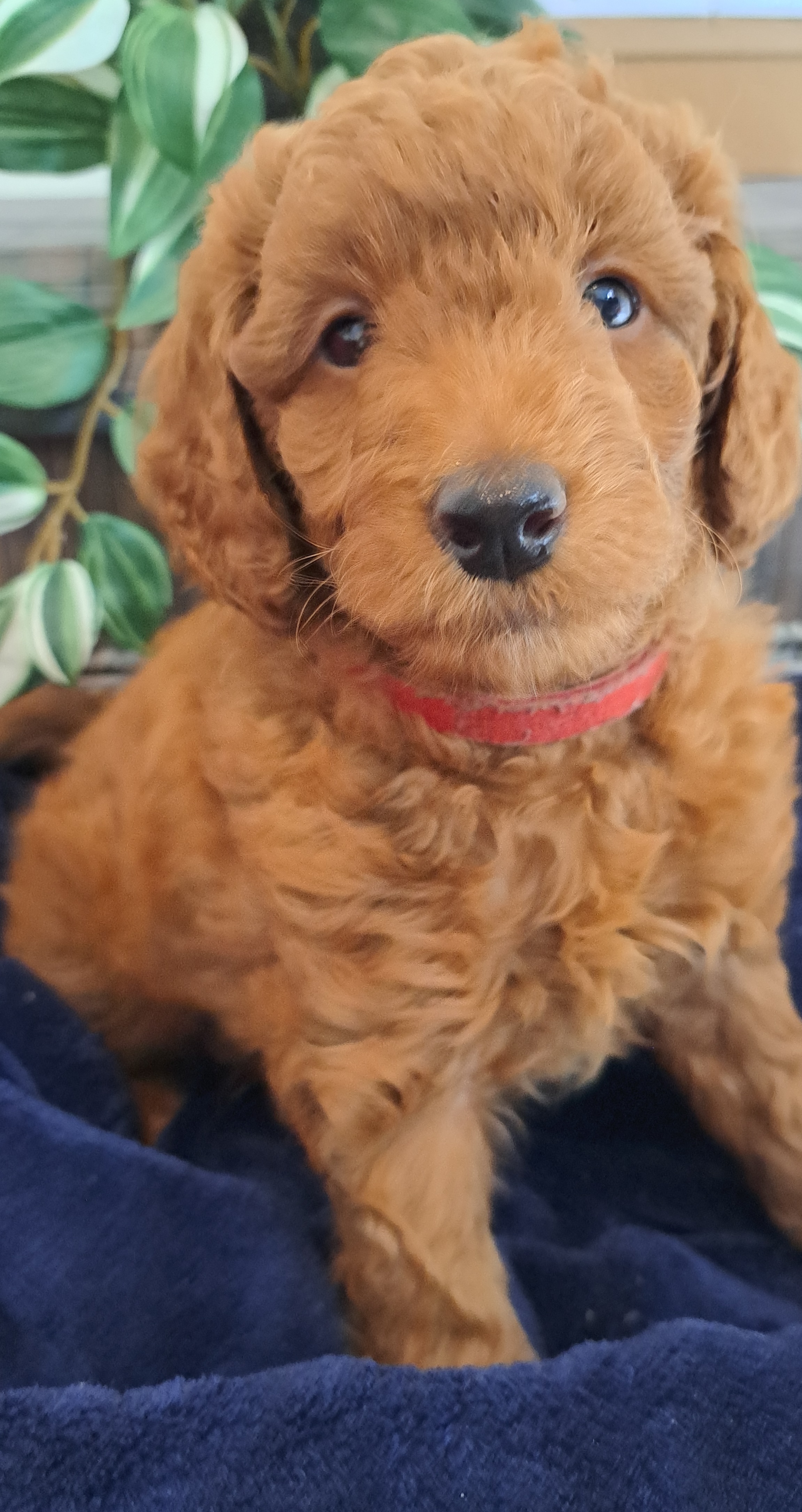 Goldendoodle Puppies from Abidoodles Florida