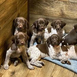 Belgian Malinois and German Shorthaired Pointers from Lapdog GSP