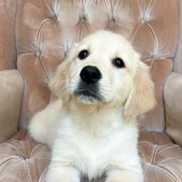 Golden Retriever Puppies from Chirping Meadows Goldens