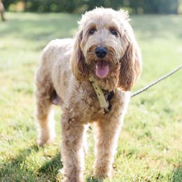 Goldendoodles from Bollwinkel Doodles