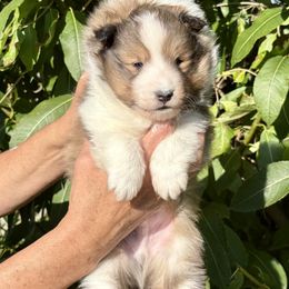 No name 2 lm - Sable and white male Shetland Sheepdog puppy in Trenton, Michigan from Leigh Hi Shelties
